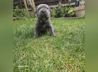 Cane Corso Italiano Welpen