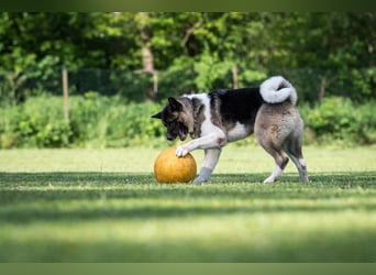 Kendo - ruhiger, ausgeglichener Familienhund - Tierhilfe Franken e.V.