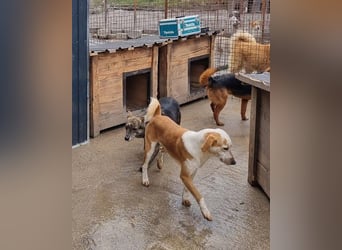 Nala wünscht sich ein Zuhause