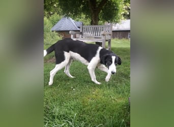 Cosimo, bereits auf PS in DE, sucht wundervolle Familie und Zuhause für immer!