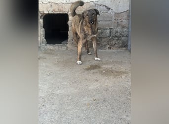 AVA, Hündin, 1,5 Jahre, 52 cm, Mischling, Tierschutz