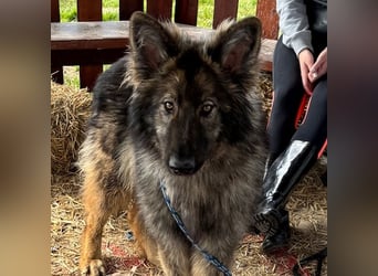Balto