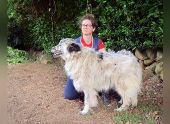 Jereld - Hund mit Sommersprossen sucht seine Familie
