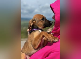 Nala