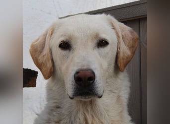 Legolas, geb. 11/2017, lebt in GRIECHENLAND, im städt. Tierheim Serres