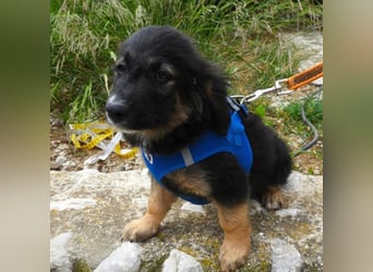Gobi sucht ein Zuhause