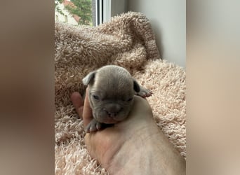 Gesunde Sportliche Französische Bulldoggen aus Familienzucht!