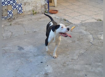 GASPAR