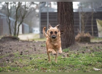 Abby, Beagle Mischling, geb. 2023, liebevolle Hündin sucht geduldiges Zuhause