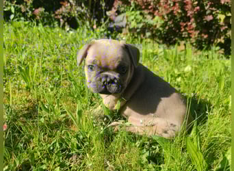 Reinsrassige französische Bulldogge Babys