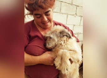 CHESTA sucht ein Zuhause