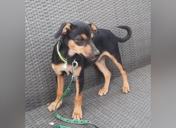 Hundewelpe Leno