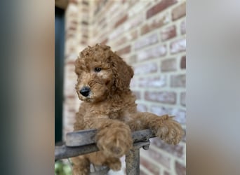 GoldenDoodle Welpen 