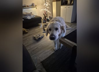 Golden Retriever Deckrüde