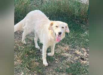 BUBBLES - Hunde-Teenagerin auf Familiensuche!