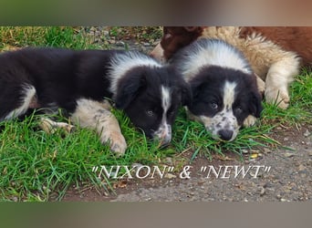 Border Collie-Welpen , black-,choco-,red-white und red-merle