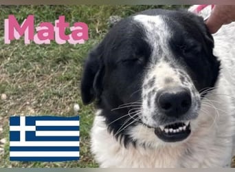 Mata, 09/23 - hübsche Begleiterin sucht ihren Menschenfreund