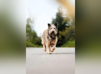Verschmuste Maya sucht ihre Menschen
