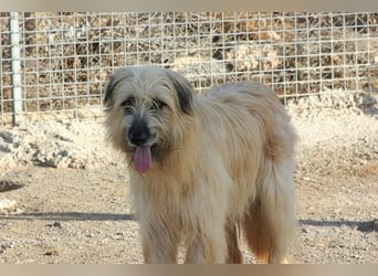 Wakame, wunderbare Dame ihrer Rasse, Gos d Atura /Briard Mix