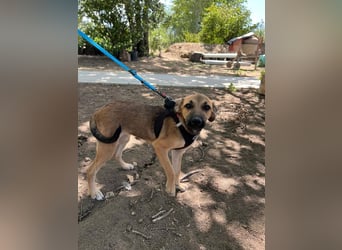 Cleo - unsere wundervolle Frohnatur