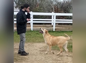Brooklyn - riesiges Herz sucht riesige Couch