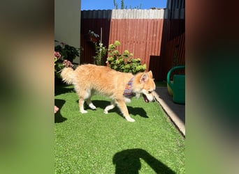 Wanda SR – Kleine Spitz-Prinzessin sucht liebevolles Zuhause