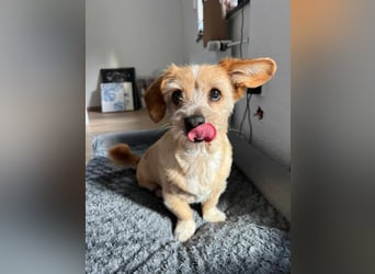 Lala sucht ein ruhiges Zuhause