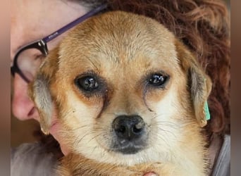 ♥BIENCHEN♥ ab Mitte Juli auf Pflegestelle bei Köln-zarte, absolut zutrauliche kleine Junghündin 25cm