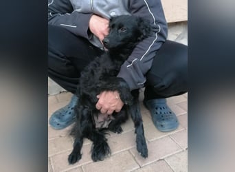 Sabrina, süßer Mudi Welpe sucht aktive Familie