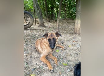 Bezaubernde Hundelady RONJA sucht liebevolle Familie