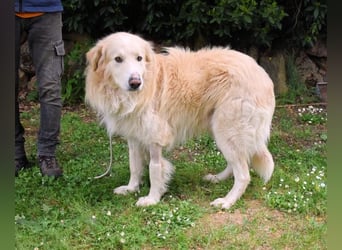 Marble - Die Geschichte vom geprügelten Hund
