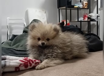 Pomeranian