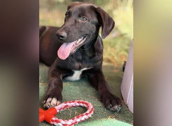 Alpha, verspielter Welpe sucht Zuhause