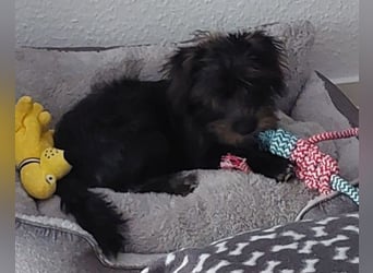 Lulu ❤️ wartet in 27751 Delmenhorst