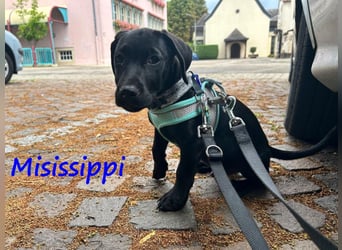 Misissippi geb. 03/2025 (in Deutschland) - kleiner Labrador-Mix Welpe!