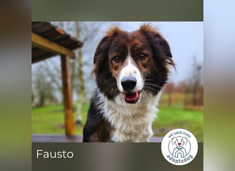Fausto: sucht ein erfahrenes Zuhause in 29640 Schneverdingen/D