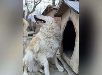 CEDRIC, Rüde, 2,5 Jahre, 50 cm, Mischling, Tierschutz