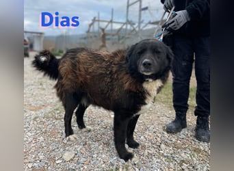 Dias, 10/19 – ruhiger, lieber Schmuser sucht sein Kuschelkörbchen