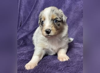 Australian Shepherd Welpen (ASCA)