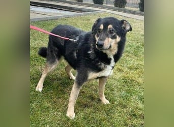 Simba, Kurzhaarcollie Mischling