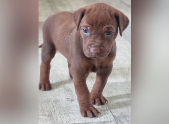 Rhodesian Ridgeback Welpen mit Papieren -Livernose-