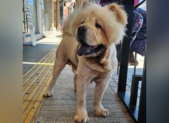 Charlie- Chow Chow- sucht ein Zuhause / eine Pflegestelle