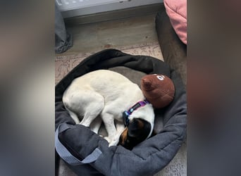 Romi-SI, hübsche Foxterrierdame sucht Rasseliebhaber
