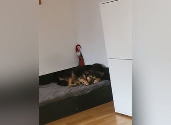 Schäferhundmischling Bono