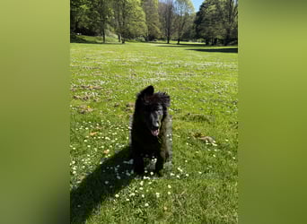 Altdeutscher Schäferhundwelpe