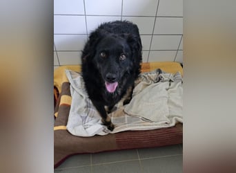 Wunderschöner Loki sucht Pflegestelle oder ruhiges Zuhause