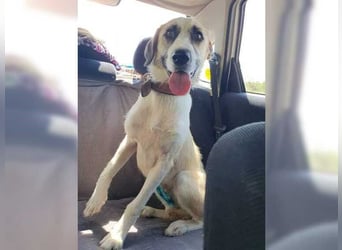 Schmusemaus Gül wäre so gerne Familienhund