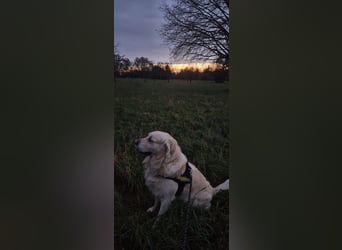 Golden Retriever Deckrüde