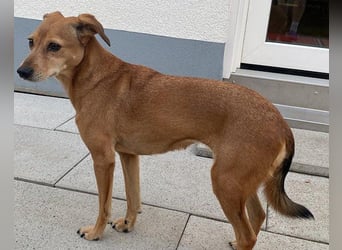 Mathilda ❤️ wartet in 90427 Nürnberg