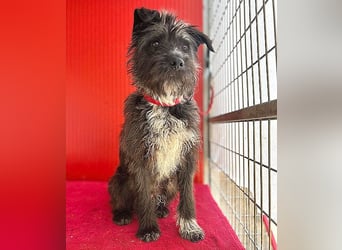 ❤️ gute Hundeseele FICKO - 1,5 Jahre, 35cm - Schnauzer-Mix